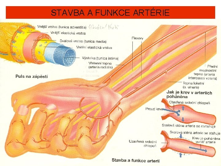 STAVBA A FUNKCE ARTÉRIE 