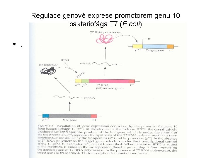 Regulace genové exprese promotorem genu 10 bakteriofága T 7 (E. coli) • . 