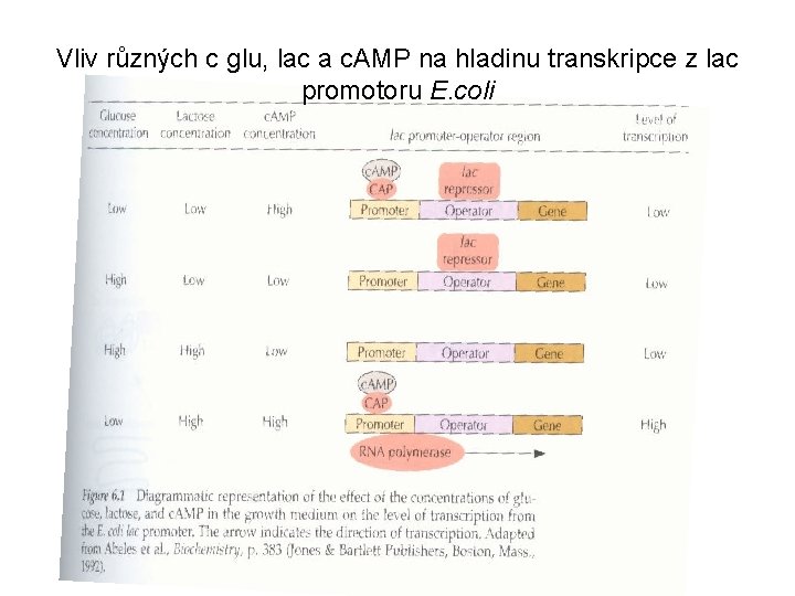 Vliv různých c glu, lac a c. AMP na hladinu transkripce z lac promotoru