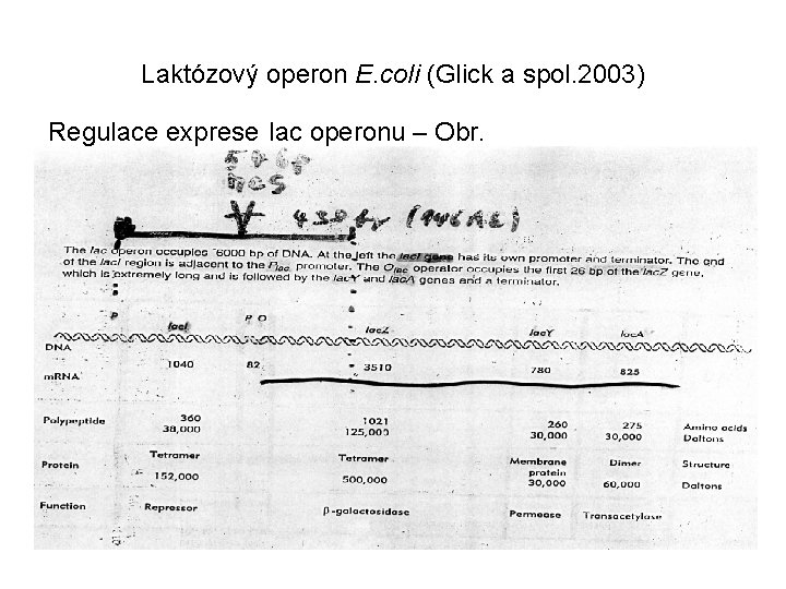 Laktózový operon E. coli (Glick a spol. 2003) Regulace exprese lac operonu – Obr.