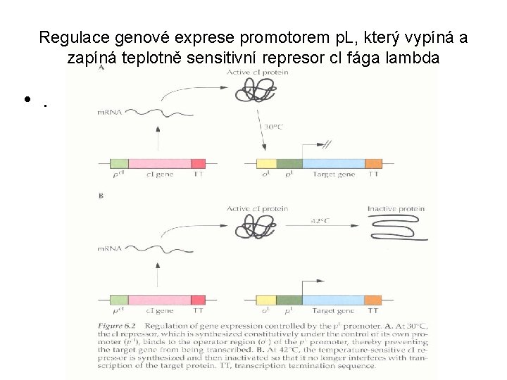 Regulace genové exprese promotorem p. L, který vypíná a zapíná teplotně sensitivní represor c.