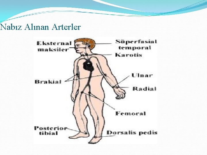 Nabız Alınan Arterler 