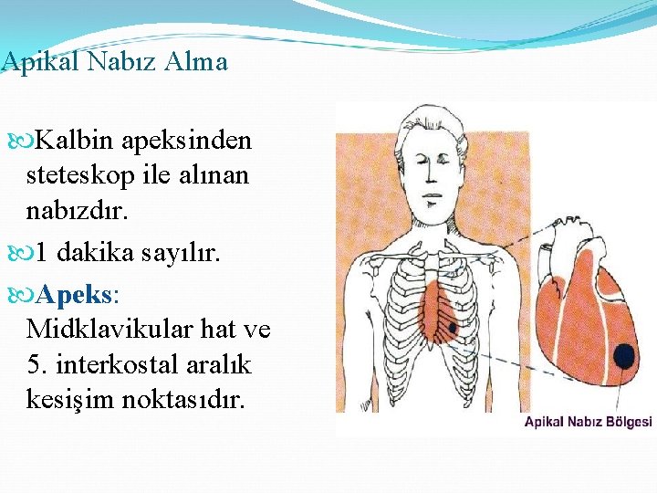 Apikal Nabız Alma Kalbin apeksinden steteskop ile alınan nabızdır. 1 dakika sayılır. Apeks: Midklavikular