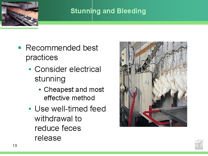 Stunning and Bleeding § Recommended best practices • Consider electrical stunning • Cheapest and