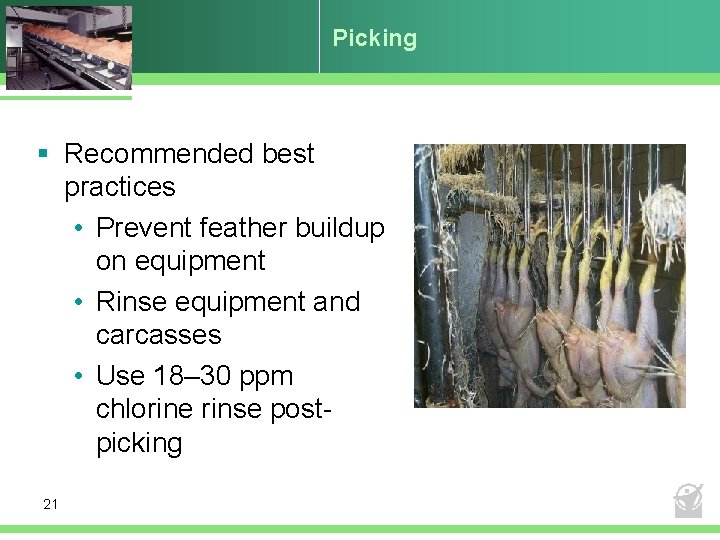 Picking § Recommended best practices • Prevent feather buildup on equipment • Rinse equipment