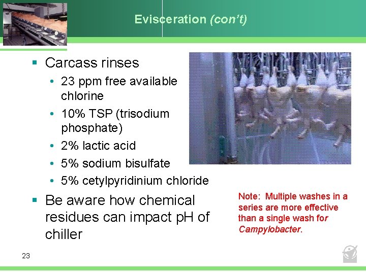 Evisceration (con’t) § Carcass rinses • 23 ppm free available chlorine • 10% TSP