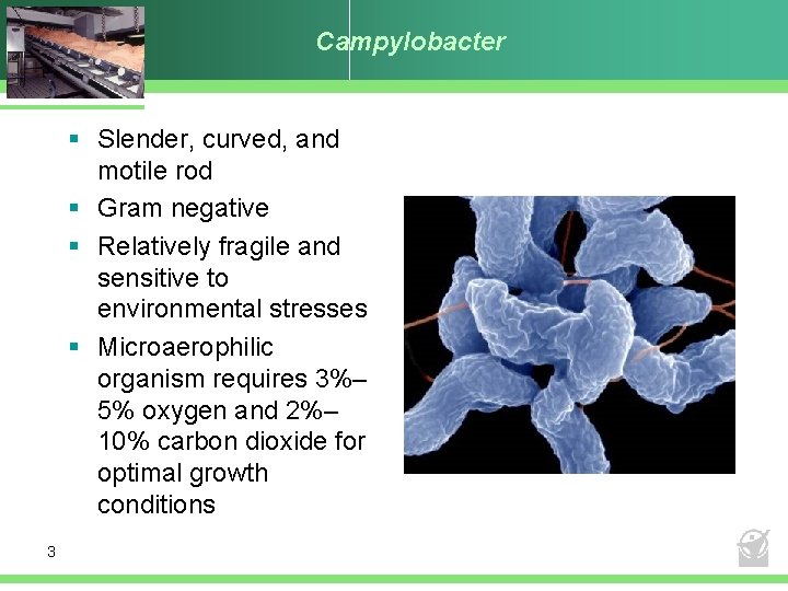 Campylobacter § Slender, curved, and motile rod § Gram negative § Relatively fragile and