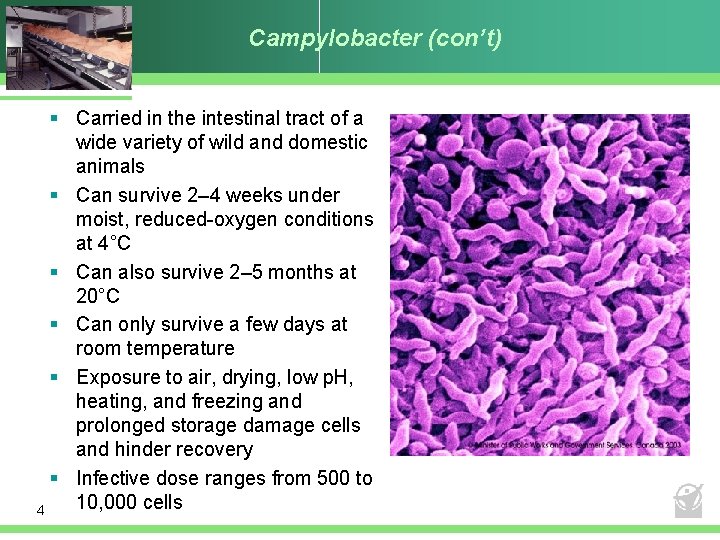 Campylobacter (con’t) § Carried in the intestinal tract of a wide variety of wild