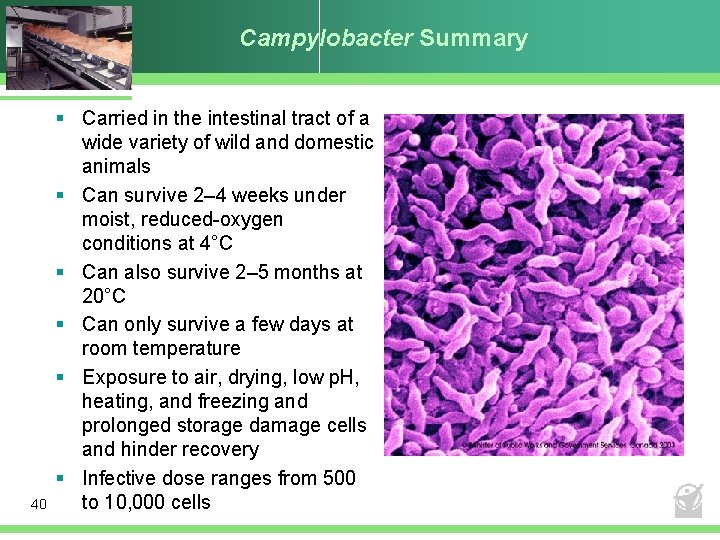 Campylobacter Summary 40 § Carried in the intestinal tract of a wide variety of