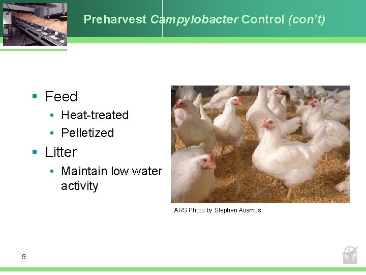 Preharvest Campylobacter Control (con’t) § Feed • Heat-treated • Pelletized § Litter • Maintain