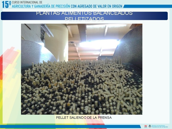 PLANTAS ALIMENTOS BALANCEADOS PELLETIZADOS PELLET SALIENDO DE LA PRENSA. 