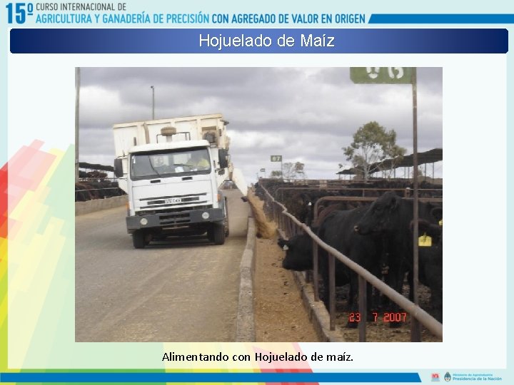 Hojuelado de Maíz Alimentando con Hojuelado de maíz. 