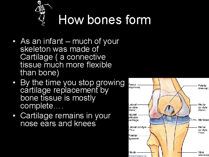 How bones form • As an infant – much of your skeleton was made