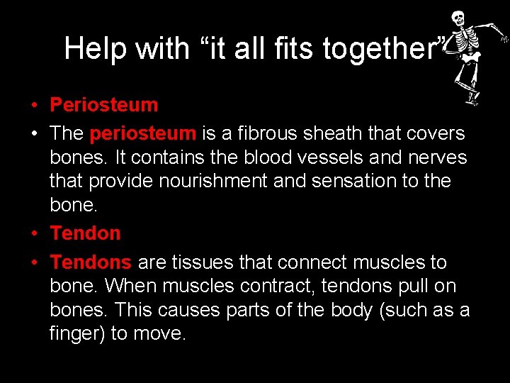 Help with “it all fits together” • Periosteum • The periosteum is a fibrous