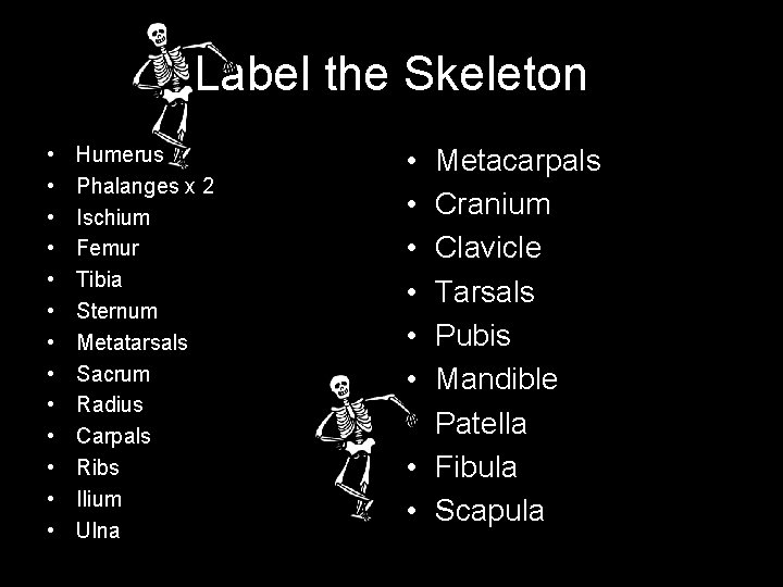 Label the Skeleton • • • • Humerus Phalanges x 2 Ischium Femur Tibia