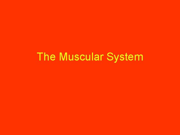 The Muscular System 