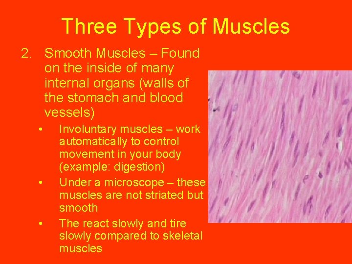 Three Types of Muscles 2. Smooth Muscles – Found on the inside of many