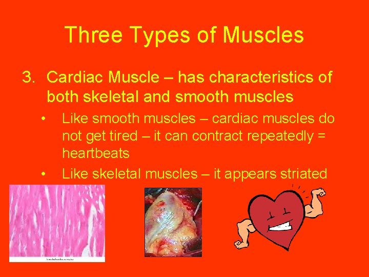 Three Types of Muscles 3. Cardiac Muscle – has characteristics of both skeletal and