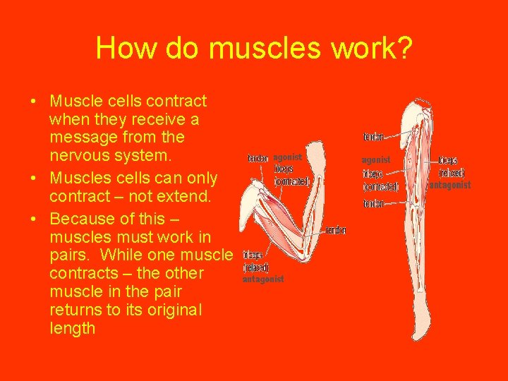 How do muscles work? • Muscle cells contract when they receive a message from