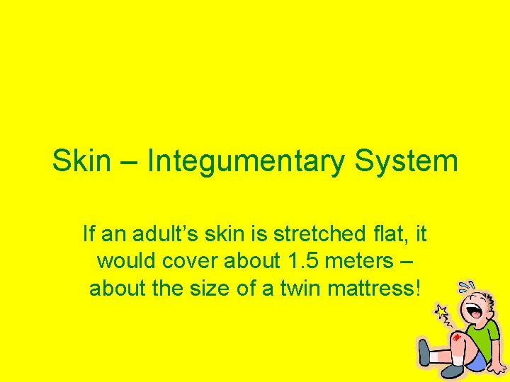 Skin – Integumentary System If an adult’s skin is stretched flat, it would cover