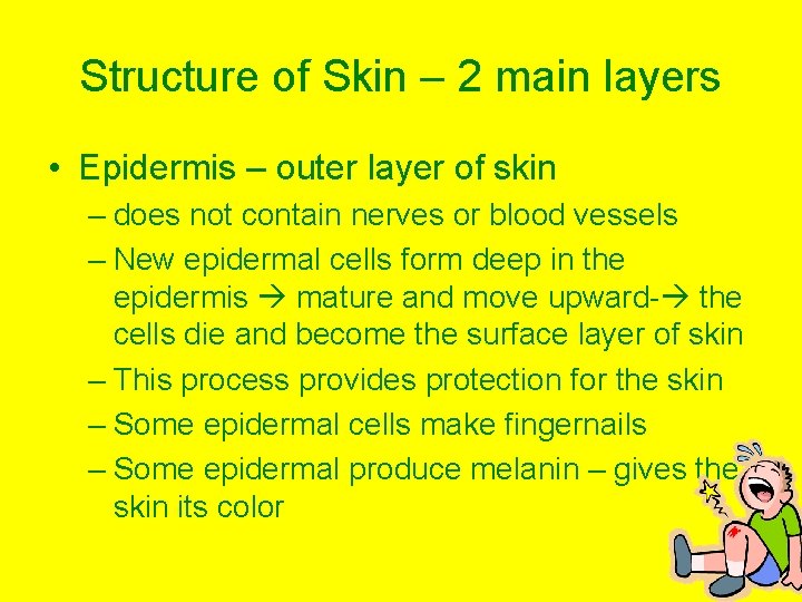 Structure of Skin – 2 main layers • Epidermis – outer layer of skin