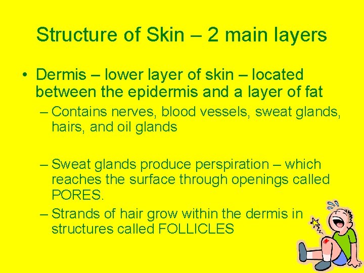 Structure of Skin – 2 main layers • Dermis – lower layer of skin