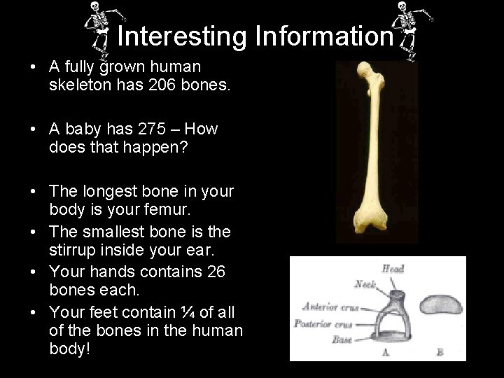 Interesting Information • A fully grown human skeleton has 206 bones. • A baby