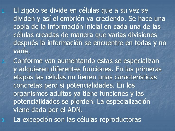 1. 2. 3. El zigoto se divide en células que a su vez se