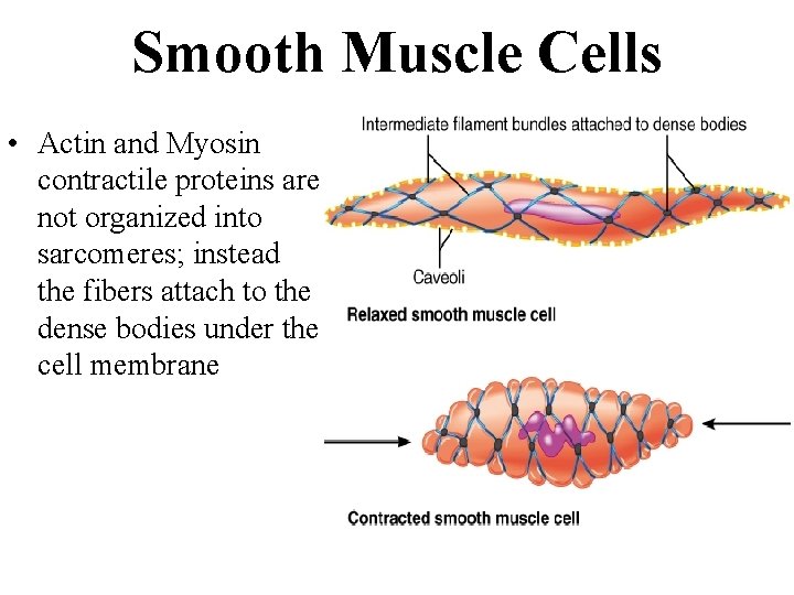 Smooth Muscle Cells • Actin and Myosin contractile proteins are not organized into sarcomeres;