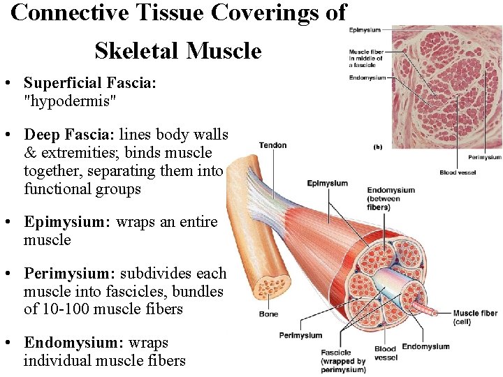 Connective Tissue Coverings of Skeletal Muscle • Superficial Fascia: "hypodermis" • Deep Fascia: lines