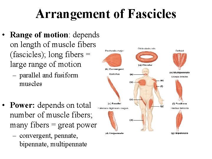 Arrangement of Fascicles • Range of motion: depends on length of muscle fibers (fascicles); Arrangement of Fascicles • Range of motion: depends on length of muscle fibers (fascicles);