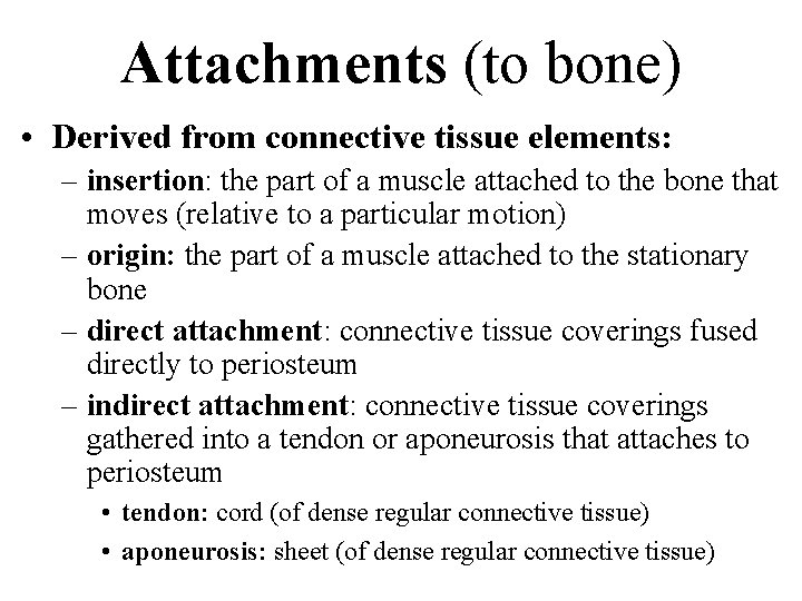 Attachments (to bone) • Derived from connective tissue elements: – insertion: the part of Attachments (to bone) • Derived from connective tissue elements: – insertion: the part of