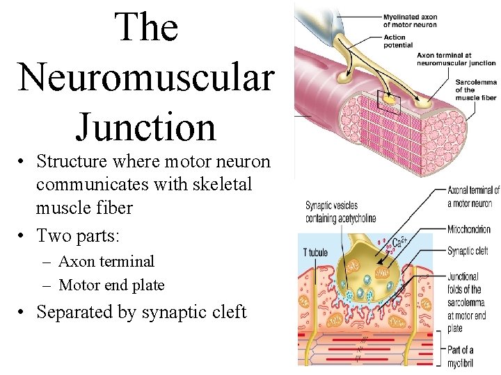 The Neuromuscular Junction • Structure where motor neuron communicates with skeletal muscle fiber • The Neuromuscular Junction • Structure where motor neuron communicates with skeletal muscle fiber •