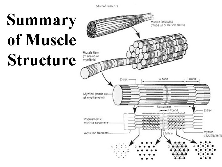 Summary of Muscle Structure 