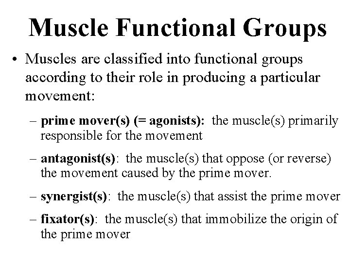 Muscle Functional Groups • Muscles are classified into functional groups according to their role