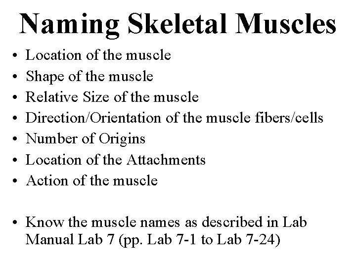 Naming Skeletal Muscles • • Location of the muscle Shape of the muscle Relative