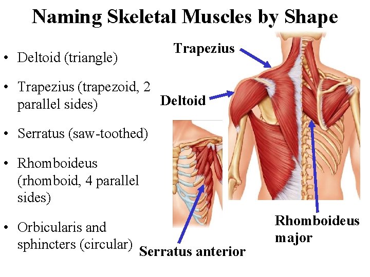 Naming Skeletal Muscles by Shape • Deltoid (triangle) Trapezius • Trapezius (trapezoid, 2 Deltoid