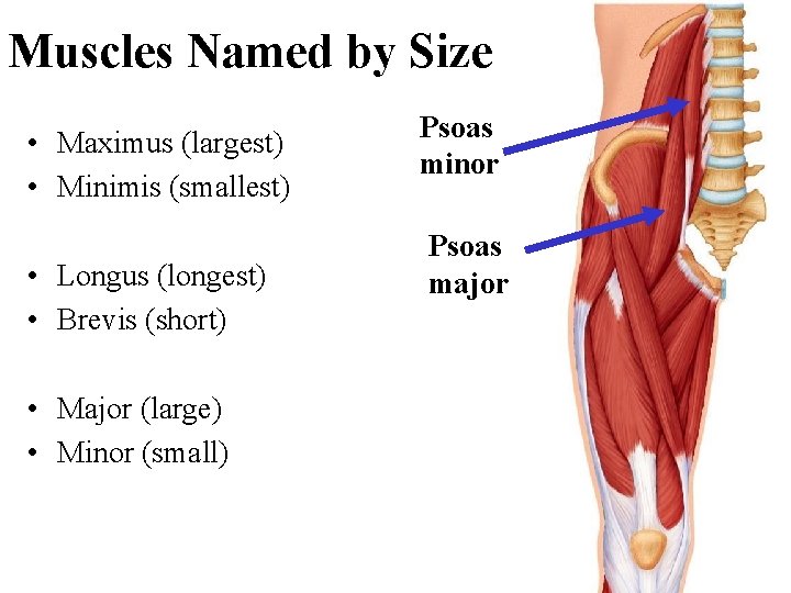 Muscles Named by Size • Maximus (largest) • Minimis (smallest) • Longus (longest) •