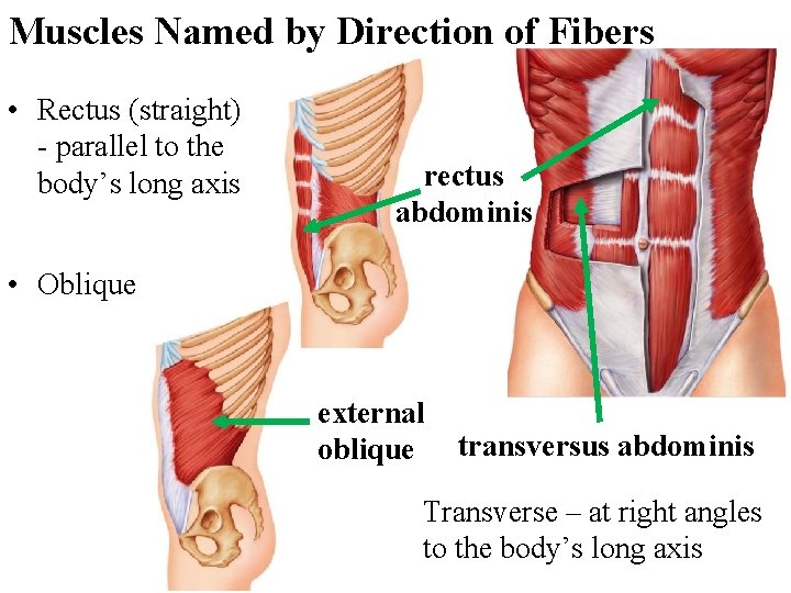 Muscles Named by Direction of Fibers • Rectus (straight) - parallel to the body’s