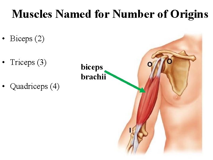 Muscles Named for Number of Origins • Biceps (2) • Triceps (3) • Quadriceps