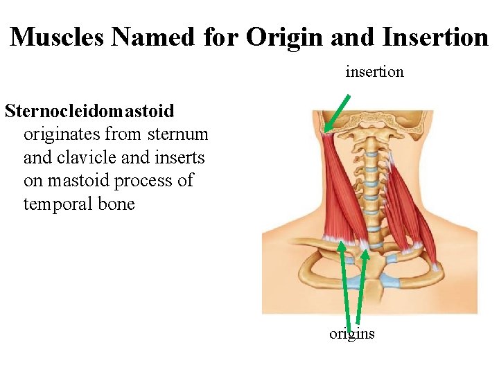 Muscles Named for Origin and Insertion insertion Sternocleidomastoid originates from sternum and clavicle and