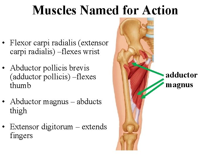 Muscles Named for Action • Flexor carpi radialis (extensor carpi radialis) –flexes wrist •