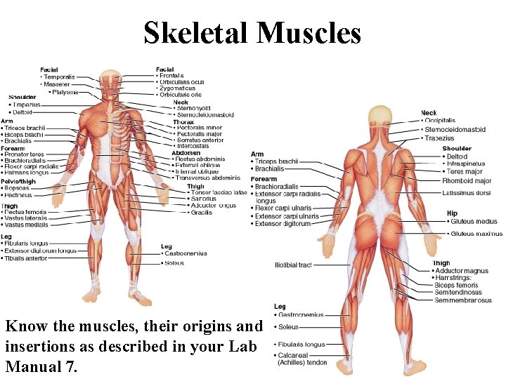 Skeletal Muscles Know the muscles, their origins and insertions as described in your Lab