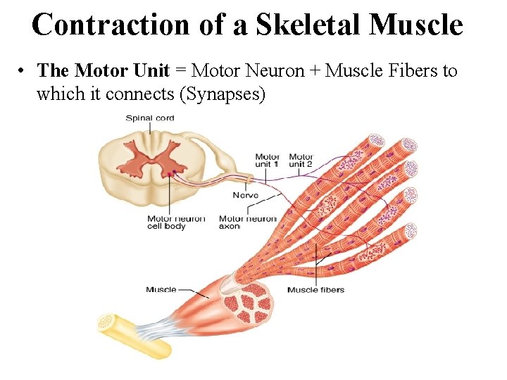 Contraction of a Skeletal Muscle • The Motor Unit = Motor Neuron + Muscle