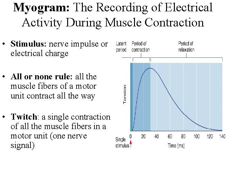 Myogram: The Recording of Electrical Activity During Muscle Contraction • Stimulus: nerve impulse or Myogram: The Recording of Electrical Activity During Muscle Contraction • Stimulus: nerve impulse or