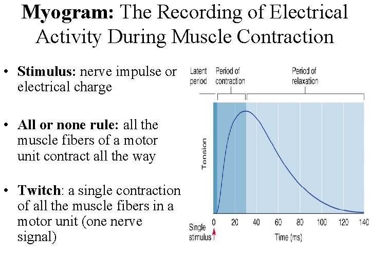 Myogram: The Recording of Electrical Activity During Muscle Contraction • Stimulus: nerve impulse or