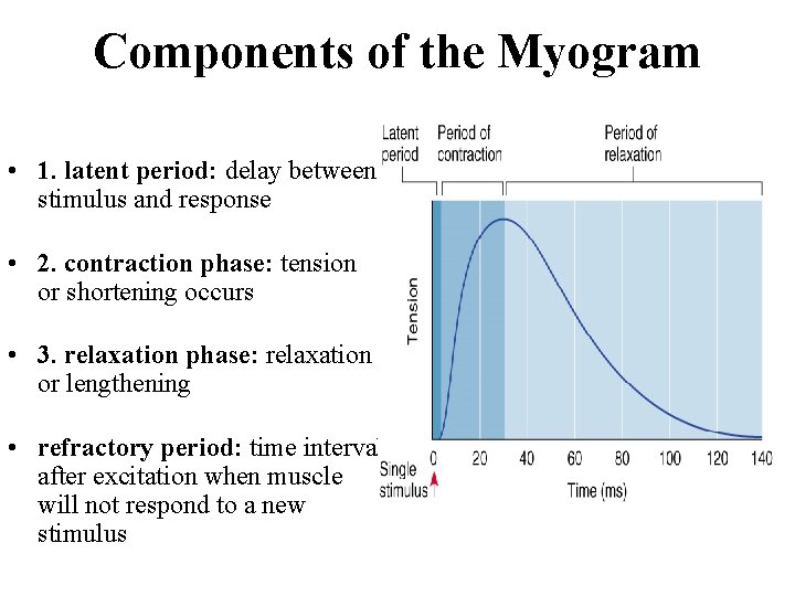 Components of the Myogram • 1. latent period: delay between stimulus and response •
