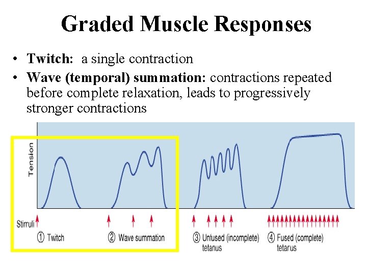 Graded Muscle Responses • Twitch: a single contraction • Wave (temporal) summation: contractions repeated