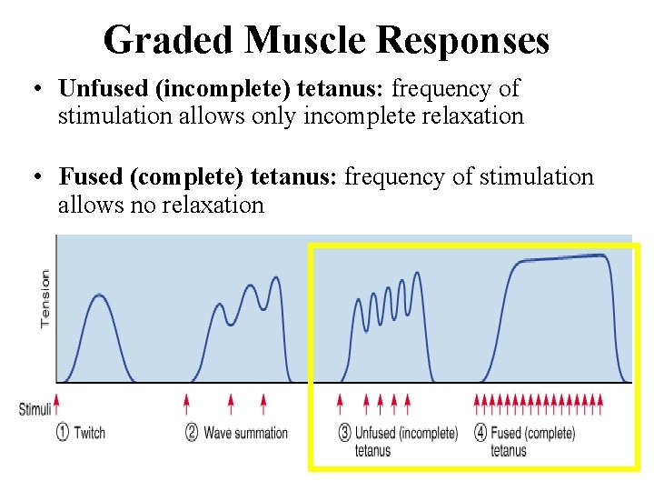 Graded Muscle Responses • Unfused (incomplete) tetanus: frequency of stimulation allows only incomplete relaxation Graded Muscle Responses • Unfused (incomplete) tetanus: frequency of stimulation allows only incomplete relaxation