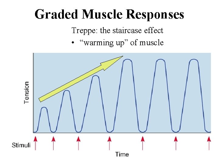 Graded Muscle Responses Treppe: the staircase effect • “warming up” of muscle 